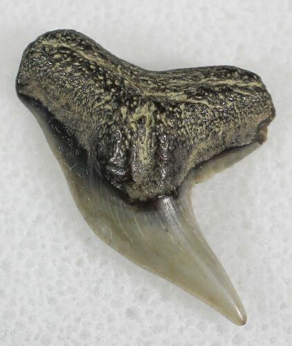 Fossil Tiger Shark Tooth - Virginia #25282